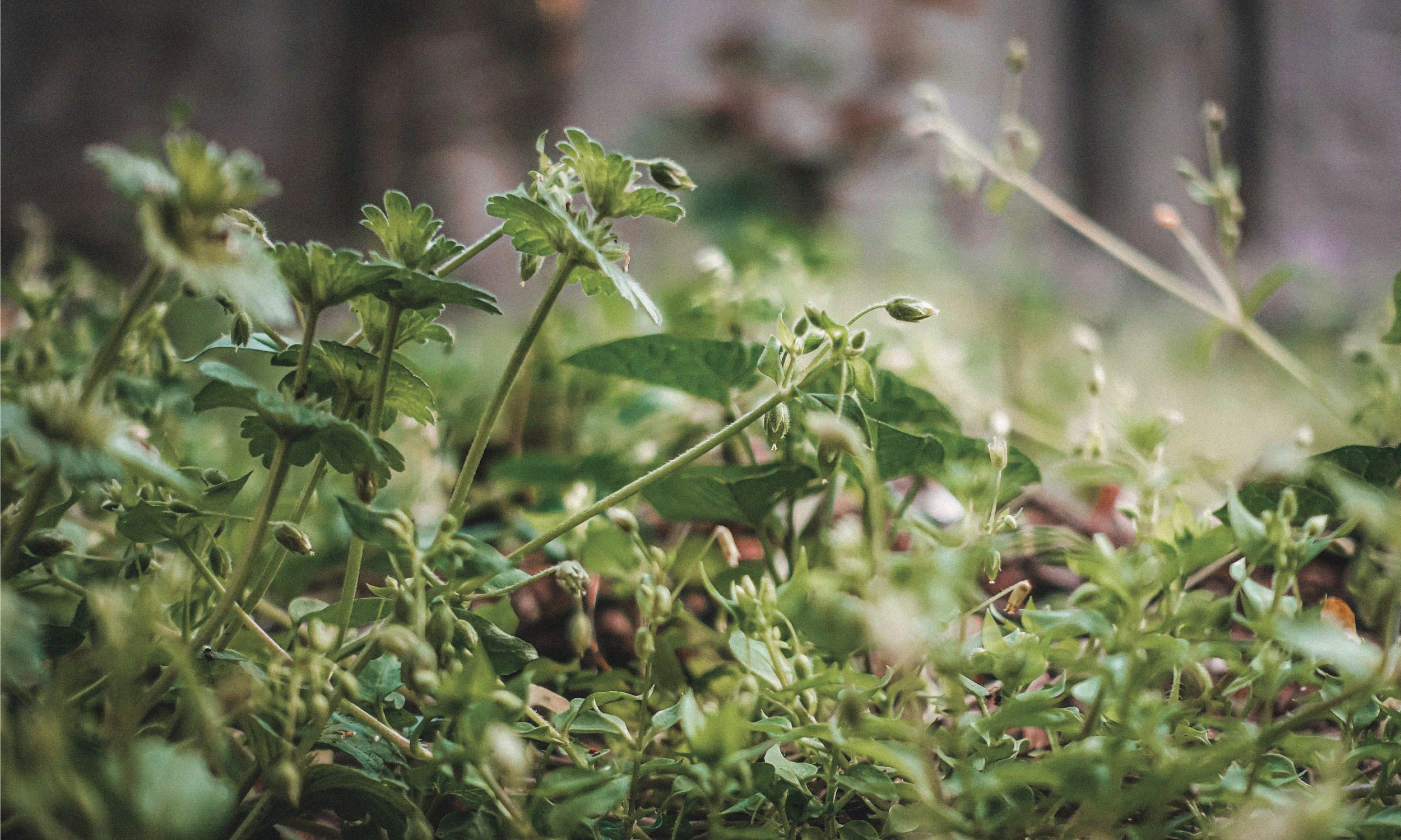 Close-up of green plants growing at home, symbolising renewable energy and sustainable living