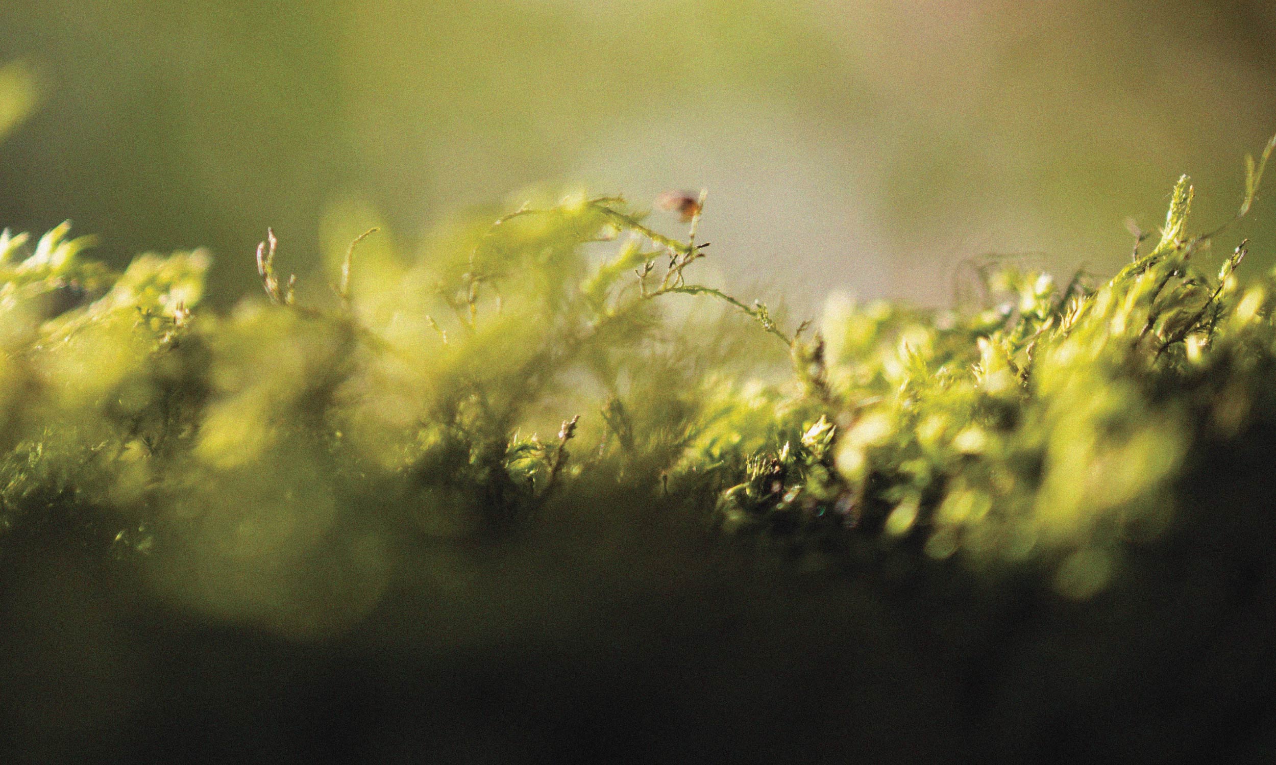 Soft-focus close-up of green moss in warm light, symbolising energy and transformation in nature.