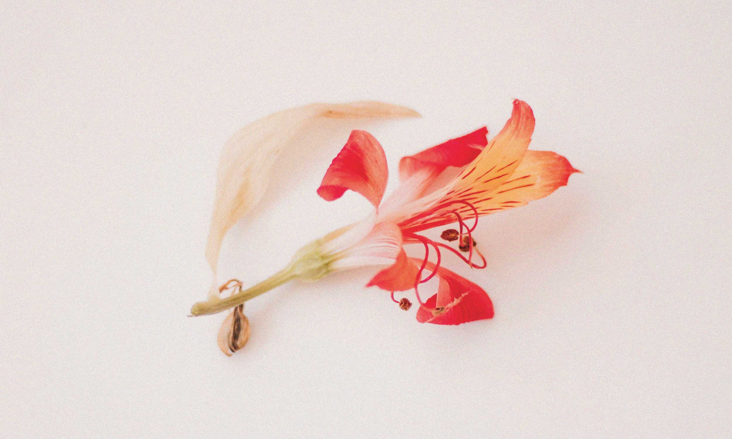 Delicate coral flower on a pale background, symbolising hormonal balance and cycle syncing.