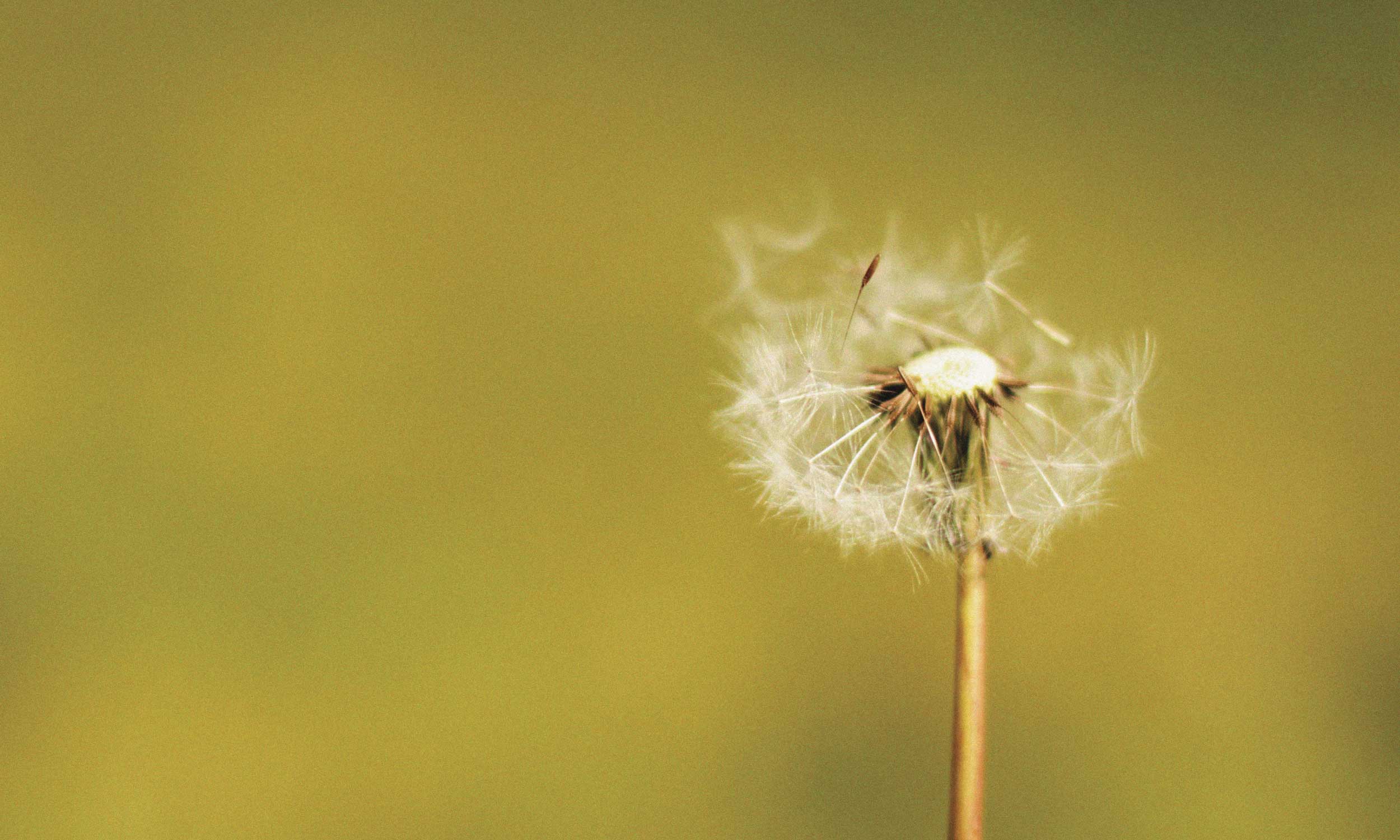 Dandelion seeds drifting in the breeze, symbolising the gentle process of relearning joy.