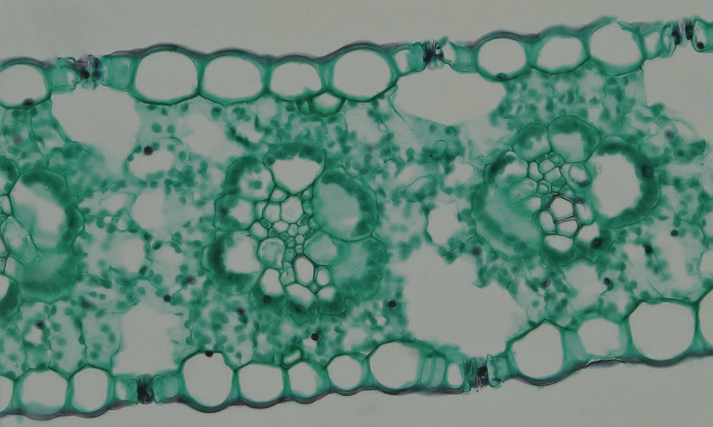 Microscopic plant-like cell structure image, illustrating the process of turning food into energy.