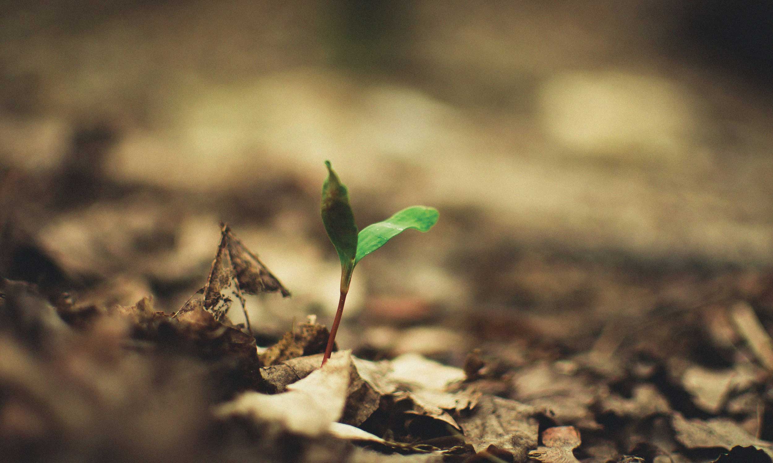 Young seedling emerging through fallen leaves, symbolising nature’s slow and steady pace.